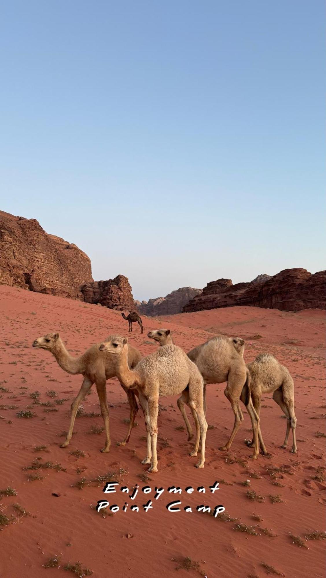 Luxury Enjoyment Point Bubbles Camp Bed & Breakfast Wadi Rum Eksteriør bilde